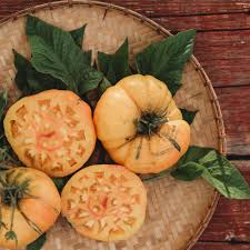 Attēlu rezultāti vaicājumam “Solanum tuberosum leaf”