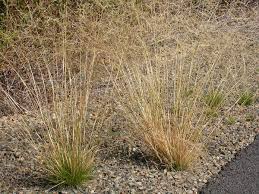 Attēlu rezultāti vaicājumam “Trichia scabra sessile”