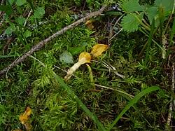 Attēlu rezultāti vaicājumam “Spathularia flavida”