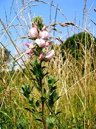 Attēlu rezultāti vaicājumam “Ononis arvensis”