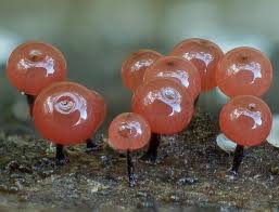 Attēlu rezultāti vaicājumam “Enerthenema papillatum”