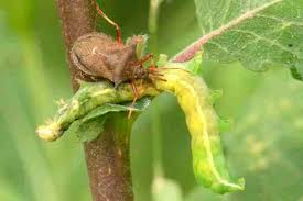 Attēlu rezultāti vaicājumam “Picromerus bidens”