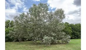 Attēlu rezultāti vaicājumam “Populus alba Nivea”