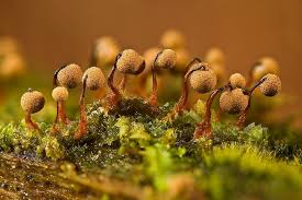 Attēlu rezultāti vaicājumam “Cribraria tenella”