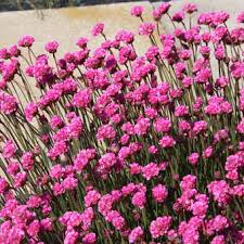 Image result for Grasnelke