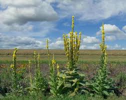 Attēlu rezultāti vaicājumam “Verbascum densiflorum bud”