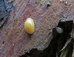 Attēlu rezultāti vaicājumam “Phronia sp.”