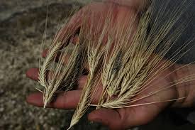 Attēlu rezultāti vaicājumam “Hordeum vulgare fruit”