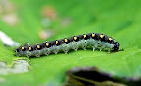 Attēlu rezultāti vaicājumam “Tenthredo mandibularis”