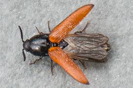 Attēlu rezultāti vaicājumam “Ampedus pomorum”