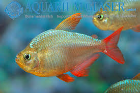 Attēlu rezultāti vaicājumam “Bilimbia tetramera”