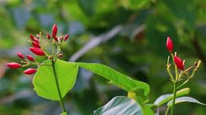 Attēlu rezultāti vaicājumam “Lonicera ferdinandii”