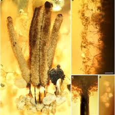 Attēlu rezultāti vaicājumam “Stemonitis axifera young”