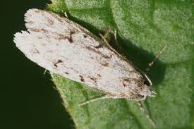 Attēlu rezultāti vaicājumam “Chimabachidae”