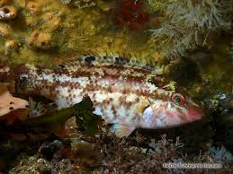 Image result for Symphodus bailloni