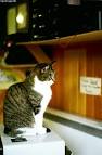 Familia:Felidae Genus: - via Daymix