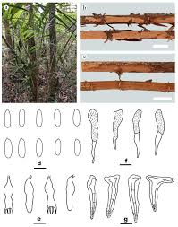 Attēlu rezultāti vaicājumam “Peniophora laurentii”