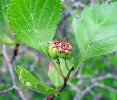 Attēlu rezultāti vaicājumam “Crataegus x macrocarpa leaf”