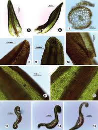 Attēlu rezultāti vaicājumam “Bryoerythrophyllum recurvirostrum sporophyte”