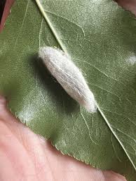 Attēlu rezultāti vaicājumam “Phylloneta cocoon”