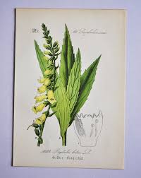 Image result for Digitalis lutea