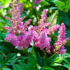 Attēlu rezultāti vaicājumam “Astilbe chinensis”