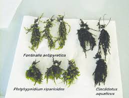 Attēlu rezultāti vaicājumam “Platyhypnidium riparioides”