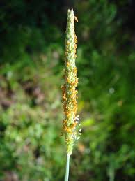 Attēlu rezultāti vaicājumam “Alopecurus aequalis flower”