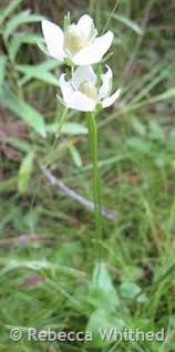 Attēlu rezultāti vaicājumam “Parnassia palustris leaf”