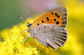 Attēlu rezultāti vaicājumam “Agrodiaetus damon underside”