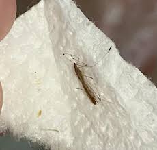 Billedresultat for rovbille