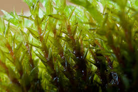 Attēlu rezultāti vaicājumam “Bryum pseudotriquetrum”