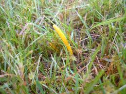 Attēlu rezultāti vaicājumam “Clavulinopsis helvola”