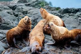 Image result for Eumetopias jubatus