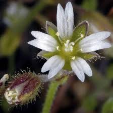 Attēlu rezultāti vaicājumam “Cerastium semidecandrum leaf”