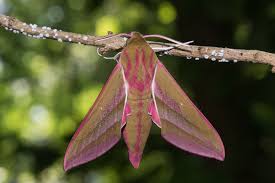 Attēlu rezultāti vaicājumam “Deilephila elpenor imago”