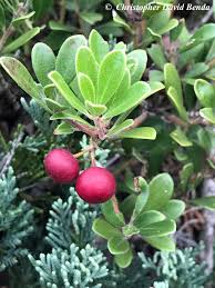 Attēlu rezultāti vaicājumam “Arctostaphylos uva-ursi fruit”