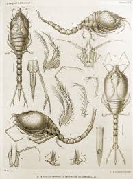 Attēlu rezultāti vaicājumam “Erinaceus sp.”