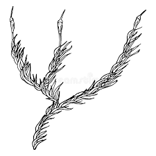 Attēlu rezultāti vaicājumam “Paraleucobryum longifolium”