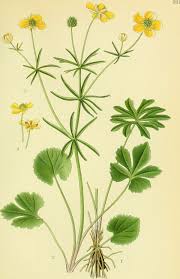 Attēlu rezultāti vaicājumam “Ranunculus auricomus leaf”