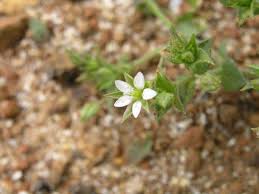 Attēlu rezultāti vaicājumam “Arenaria serpyllifolia flower”