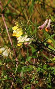 Attēlu rezultāti vaicājumam “Melampyrum pratense”