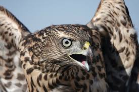 Image result for Goshawks G C