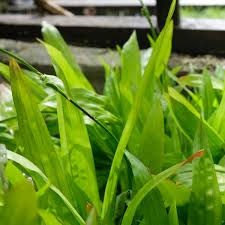 Attēlu rezultāti vaicājumam “Carex x bakkeriana”