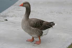 Attēlu rezultāti vaicājumam “Anser anser”