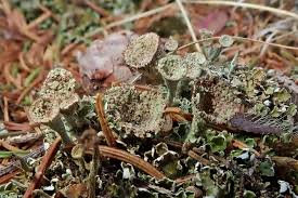 Attēlu rezultāti vaicājumam “Cladonia pyxidata”