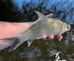 Image result for Carpiodes cyprinus