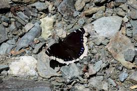 Attēlu rezultāti vaicājumam “Nymphalis antiopa upperside”