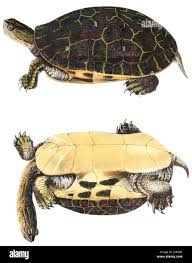 Attēlu rezultāti vaicājumam “Reticularia sp.”