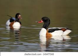 Attēlu rezultāti vaicājumam “Tadorna tadorna male”